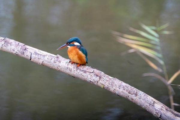 Ijsvogel_cas